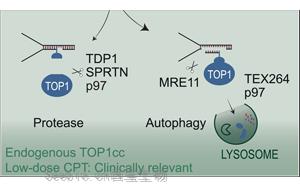 《Cell》核自噬——<font color='red'>癌症</font>治疗中关键的DNA修复机制