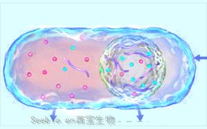 细胞凝聚物帮助调节细胞质的电化学环境