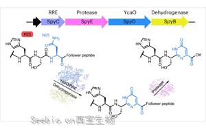 自然发生的DNA-蛋白质融合<font color='red'>分子</font>