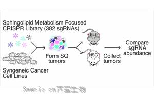 《Nature》脂质分子怎样促进<font color='red'>癌症</font>生长？