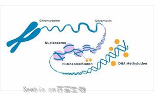 PNAS：细胞在重编程过程中难以完全改变身份的原因