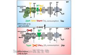 Cell：意外地发现了钠转运在线粒体能量产生中的作用