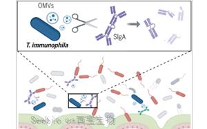 《Science》突破性发现：肠道细菌操控宿主免疫，科学家揭示IgA降解细菌