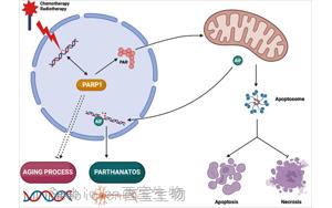 PNAS：有缺陷的DNA修复机制与亨廷顿氏病