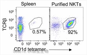 《自然癌症》：利用<font color='red'>自然杀伤T细胞</font>推进实体瘤的癌症免疫治疗