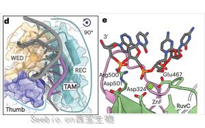 真核CRISPR-Cas同源物Fanzor2的结构显示了基因编辑的前景