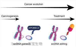 Nature：前所未有！新研究揭示了导致膀胱癌的突变和DNA<font color='red'>结构</font>