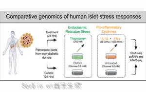 Cell Metabolism：<font color='red'>糖尿病风险基因</font>如何降低细胞对压力的抵抗力