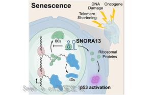 《Cell》一种small RNA有潜力逆转衰老