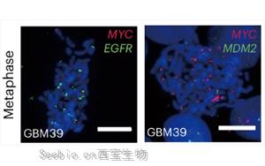 《Nature Biotechnology》新技术增强了对染色质组织的认识