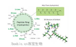 绿色、温和、可持续 化妆品级表面活性剂——枯草菌脂肽钠