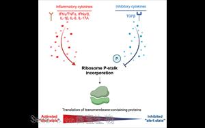Cell：癌细胞通过改变核糖体来逃避免疫系统