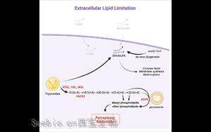 科学食疗：切断癌细胞获取脂肪的途径，诱导<font color='red'>铁死亡</font>加强癌症治疗