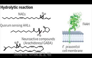 Science：有益的肠道微生物具有惊人的代谢能力！