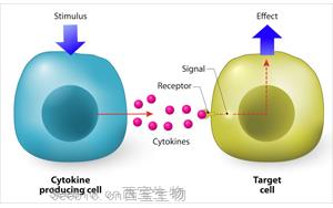 细胞因子和细胞因子受体:在炎症与免疫调节中的双重角色