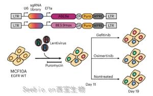 EGFR基因突变，基因编辑技术揭示癌症<font color='red'>耐药</font>性途径