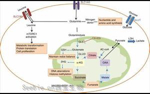 Science：首次发现谷氨酰胺代谢开关是红细胞发育的关键