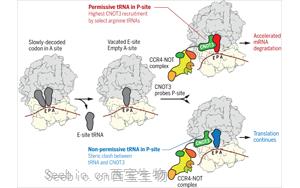 Science：转移RNA调节信使RNA的降解