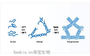 西言宝典-聊聊琼脂糖