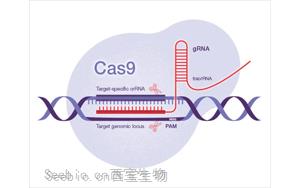 Science：一种开创性的遗传方法——利用CRISPR-Cas9技术，激活细菌隐藏的药物潜能