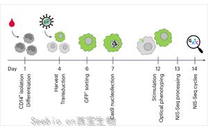 Nature Biotechnology：彩色细胞核显示出细胞的关键基因