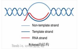 Science：真的没想到，RNA:DNA这种特殊“三明治”结构与情绪体验密切相关