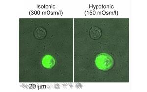 《Nature Biomedical Engineering》疼痛研究新突破：一种更安全、不会上瘾的方法