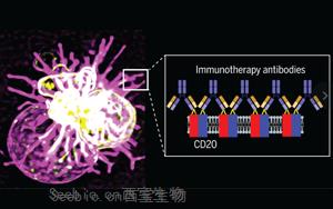 Science先进技术揭示<font color='red'>治疗性单克隆抗体</font>与CD20分子相互作用机制