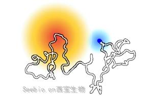 《Nature》解锁未知分子开关：一种特定蛋白质区域导致乳腺癌