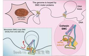 《Cell》突破性研究推翻了“DNA环形成”的旧定律