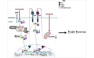 布鲁顿酪氨酸激酶抑制使<font color='red'>BCL10</font>功能获得突变体驱动的多药耐药DLBCL肿瘤对venetoclax重新敏感