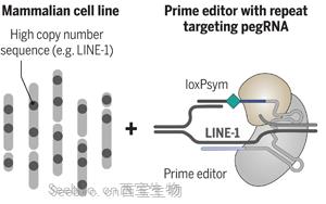 Science：科学家完成了有史以来最复杂的人类<font color='red'>细胞系工程</font>！