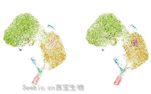 科学家发现了一种新的癌症免疫治疗靶点：功能失调的B细胞