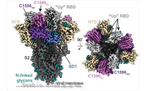 Science子刊：新的抗体显示出击败所有<font color='red'>SARS-CoV-2变体</font>的潜力