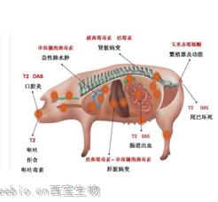 Seebio霉菌毒素生物脱毒一站式解决方案