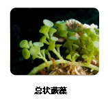 阿拉伯聚糖的生物来源